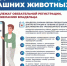 Правила регистрации домашних животных - Администрация г. Сосновый бор